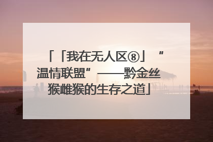 「我在无人区⑧」“温情联盟”——黔金丝猴雌猴的生存之道
