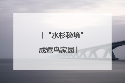 “水杉秘境”成鹭鸟家园
