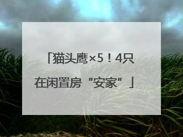猫头鹰×5！4只在闲置房“安家”