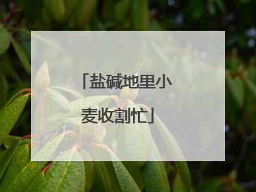 盐碱地里小麦收割忙
