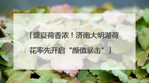 盛夏荷香浓！济南大明湖荷花率先开启“颜值暴击”