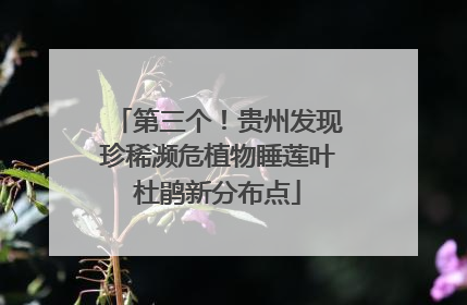 第三个！贵州发现珍稀濒危植物睡莲叶杜鹃新分布点