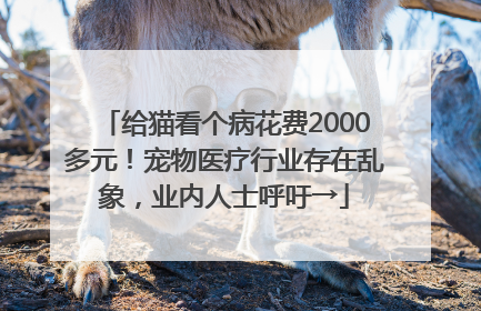给猫看个病花费2000多元！宠物医疗行业存在乱象，业内人士呼吁→