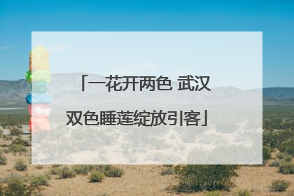 一花开两色 武汉双色睡莲绽放引客