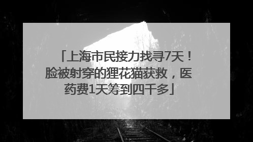 上海市民接力找寻7天！脸被射穿的狸花猫获救，医药费1天筹到四千多