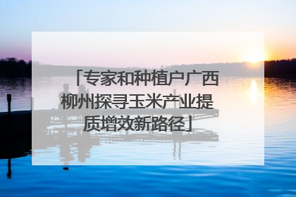 专家和种植户广西柳州探寻玉米产业提质增效新路径