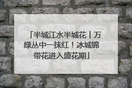 半城江水半城花丨万绿丛中一抹红！冰城锦带花进入盛花期