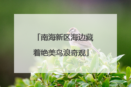 南海新区海边藏着绝美鸟浪奇观