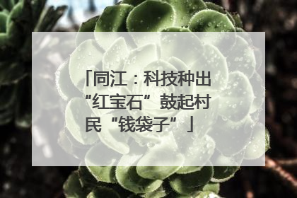 同江：科技种出“红宝石”鼓起村民“钱袋子”