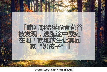 哺乳期猪獾偷食苞谷被发现，逃跑途中累瘫在地！就地放生让其回家“奶孩子”
