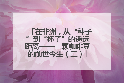 在非洲，从“种子”到“杯子”的遥远距离——一颗咖啡豆的前世今生（三）