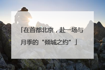 在首都北京，赴一场与月季的“倾城之约”