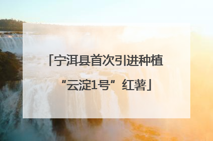 宁洱县首次引进种植“云淀1号”红薯