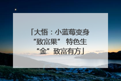 大悟：小蓝莓变身“致富果” 特色生“金”致富有方