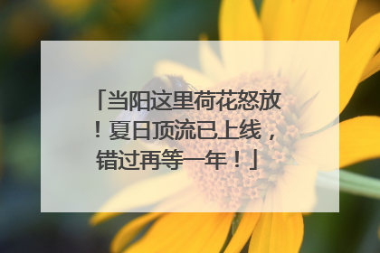 当阳这里荷花怒放！夏日顶流已上线，错过再等一年！