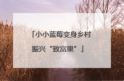 小小蓝莓变身乡村振兴“致富果”