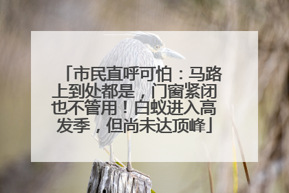 市民直呼可怕：马路上到处都是，门窗紧闭也不管用！白蚁进入高发季，但尚未达顶峰