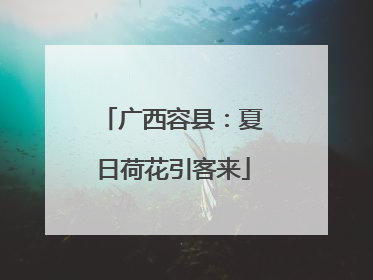 广西容县：夏日荷花引客来