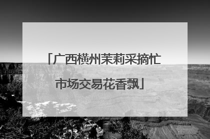 广西横州茉莉采摘忙 市场交易花香飘