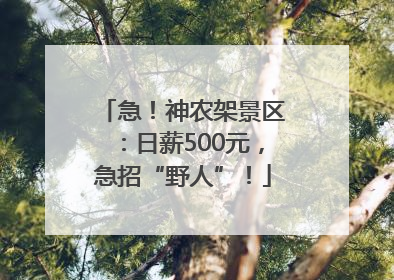 急！神农架景区：日薪500元，急招“野人”！