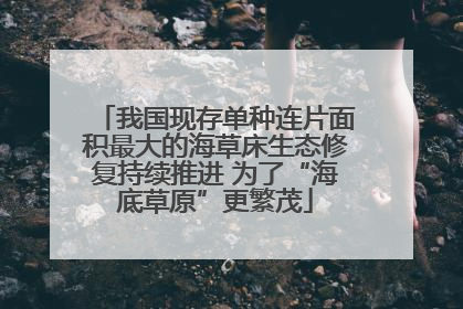 我国现存单种连片面积最大的海草床生态修复持续推进 为了“海底草原”更繁茂