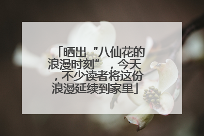 晒出“八仙花的浪漫时刻”，今天，不少读者将这份浪漫延续到家里