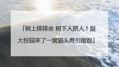 树上排排坐 树下人挤人！厦大校园来了一窝猫头鹰引围观