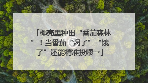 椰壳里种出“番茄森林”！当番茄“渴了”“饿了”还能精准投喂→