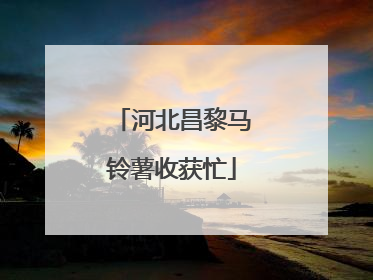 河北昌黎马铃薯收获忙