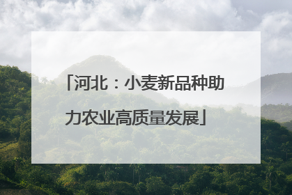 河北：小麦新品种助力农业高质量发展