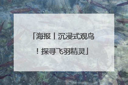 海报丨沉浸式观鸟！探寻飞羽精灵