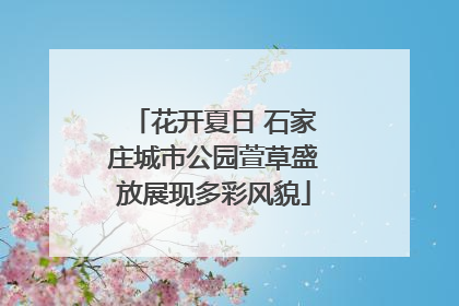 花开夏日 石家庄城市公园萱草盛放展现多彩风貌