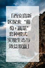 西安高新区探索“葡萄+蔬菜”套种模式 实现生态与效益双赢