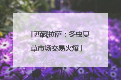 西藏拉萨：冬虫夏草市场交易火爆