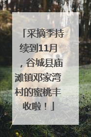 采摘季持续到11月，谷城县庙滩镇邓家湾村的蜜桃丰收啦！